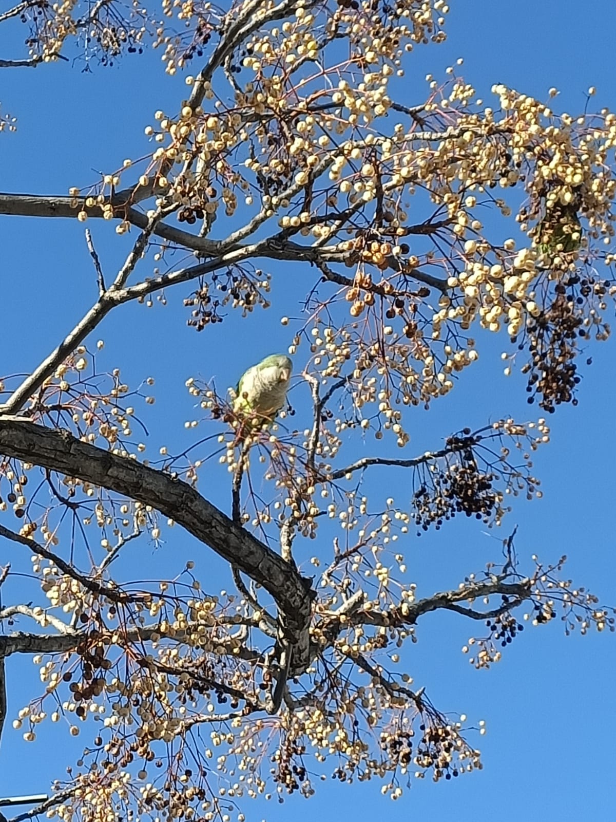 Cotorra argentina